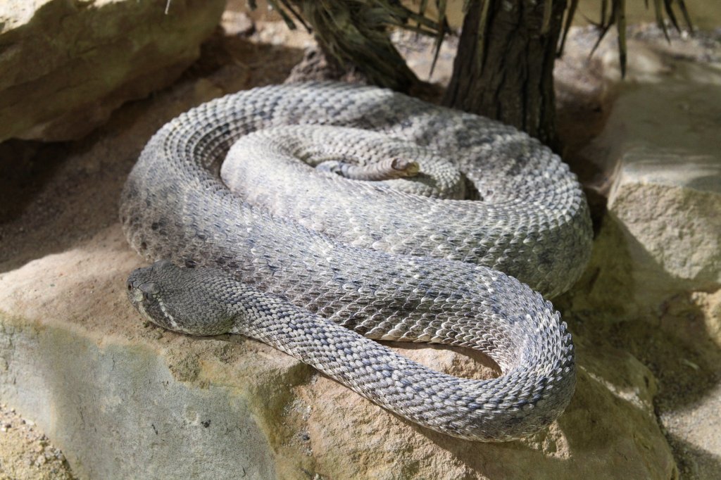 Texas-Klapperschlange oder auch Westliche Diamant-Klapperschlange (Crotalus atrox) am 7.5.2010 im Exotarium Oberhof.