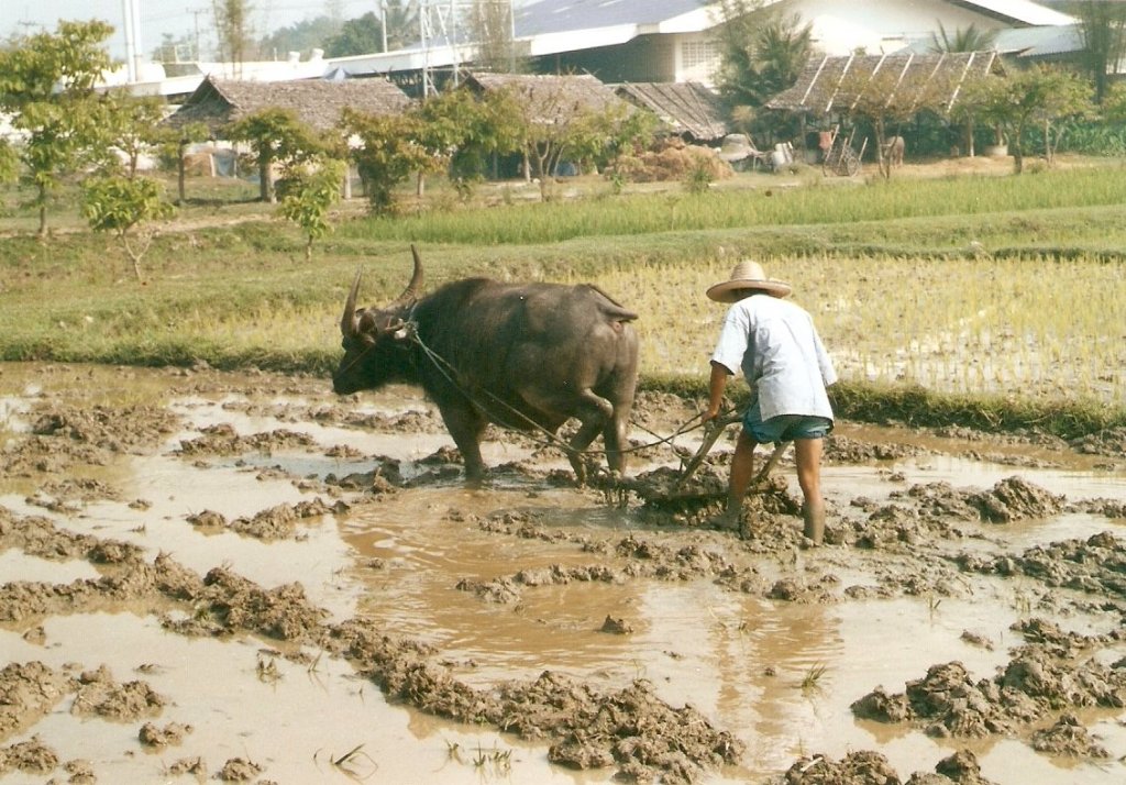 Thailndischer Bauer mit einem Wasserbffel beim pflgen im Mrz 2006