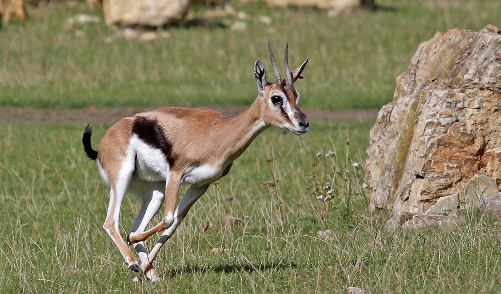 Thomson-Gazelle