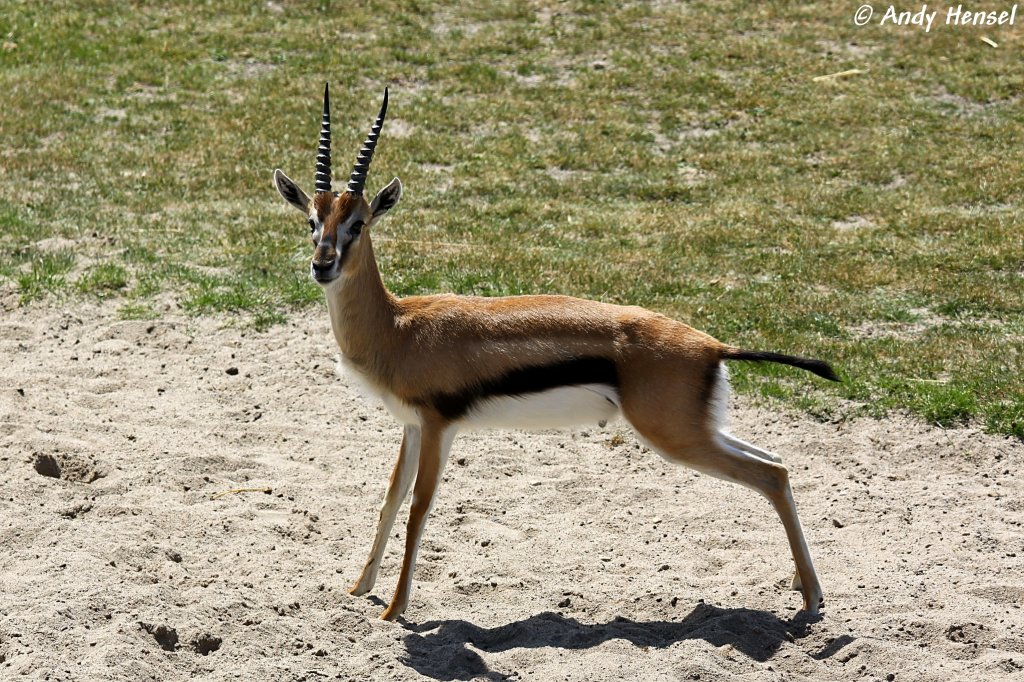 Thomson-Gazelle