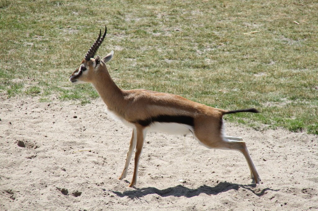 Thomson-Gazelle (Eudorcas thomsonii) am 27.6.2010 im Leipziger Zoo.