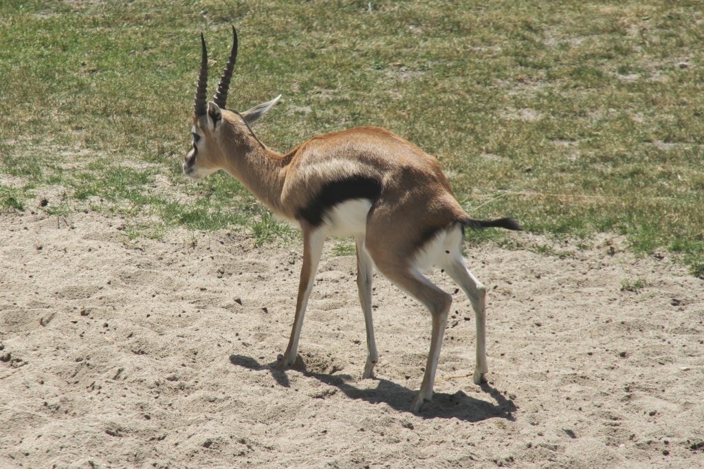 Thomson-Gazelle (Eudorcas thomsonii) am 27.6.2010 im Leipziger Zoo.