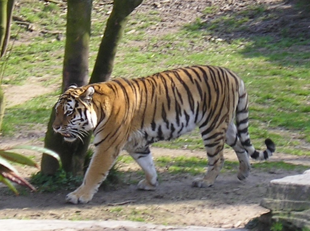 Tiger im Zoo Kln 