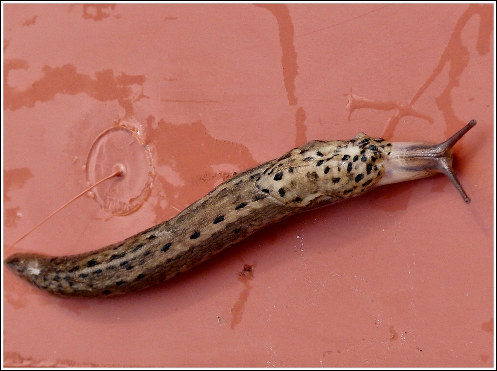 Tigerschnegel (Limax maximus), ein Gartenschdling, aufgenommen in unserem Garten am 24.08.2012.  (Hans) 