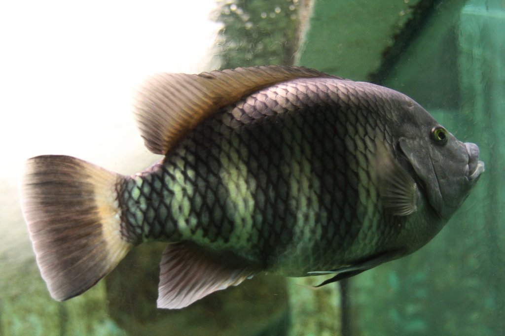 Tilapia cessiana am 3.10.2010 im Marineland in Niagara Falls. Dieses Tier stammt aus Liberia und der Elfenbeinkste und kann bis zu 35cm gro werden.