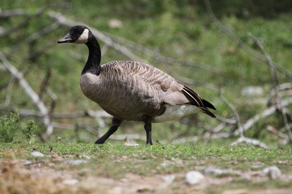 Todds Kanadagans (Branta canadensis interior) als Gast im Zoo Toronto, 13.9.2010.