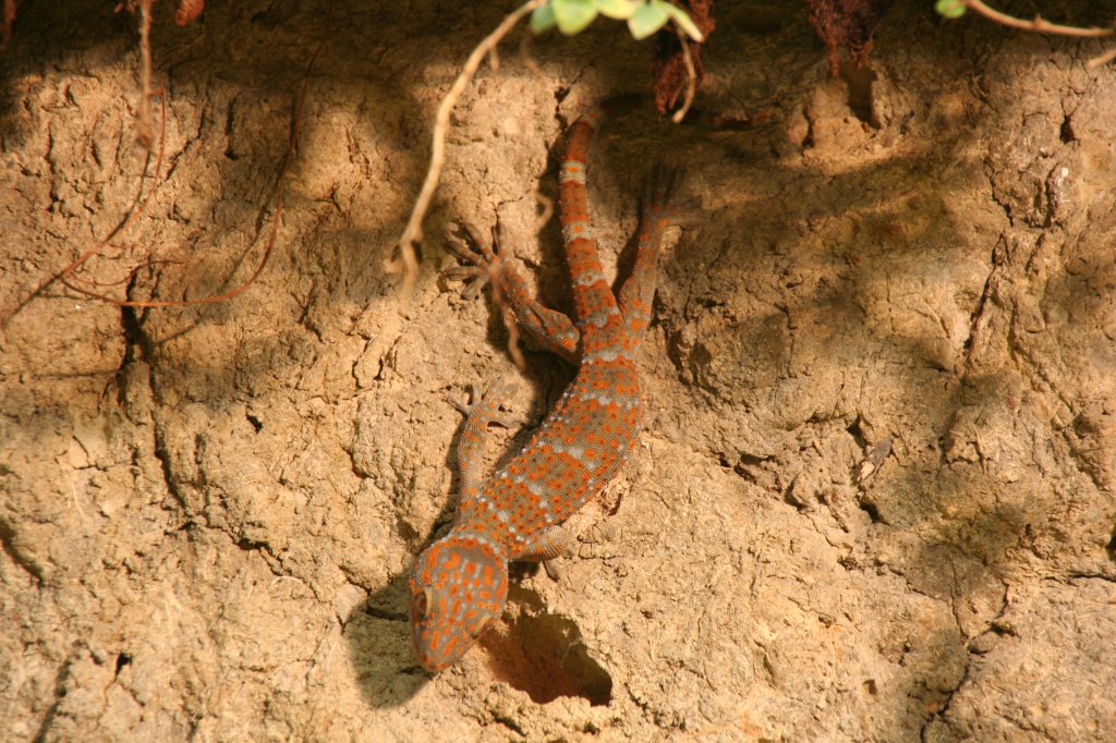 Tokeh oder Panthergecko (Gekko gecko) am 13.12.2009 im Tierpark Berlin.