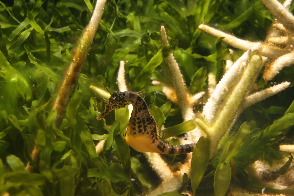 Topfbauch-Seepferdchen (Hippocampus abdominalis) am 13.12.2009 im Tierpark Berlin.