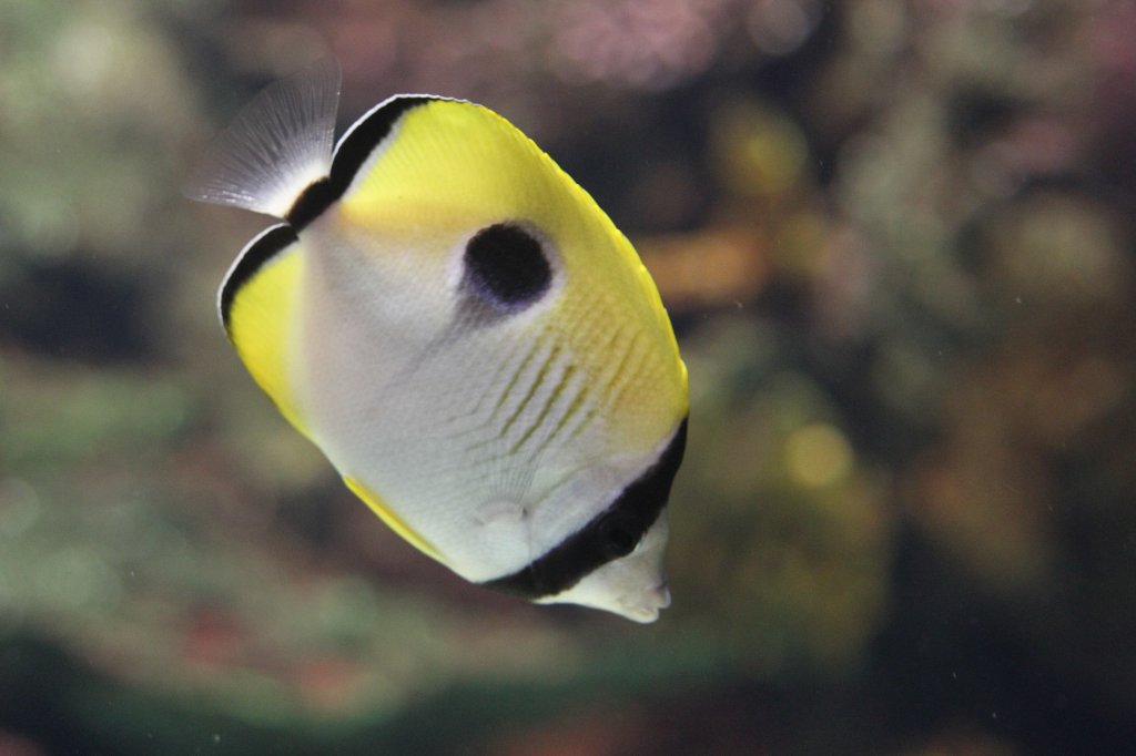 Trnentropfen-Falterfisch (Chaetodon unimaculatus) am 25.9.2010 im Toronto Zoo.