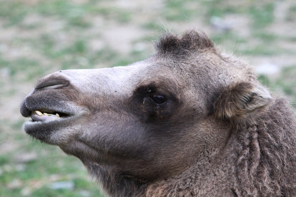 Trampeltier (Camelus bactrianus) am 18.9.2010 im Zoo Sauvage de Saint-Flicien,QC.