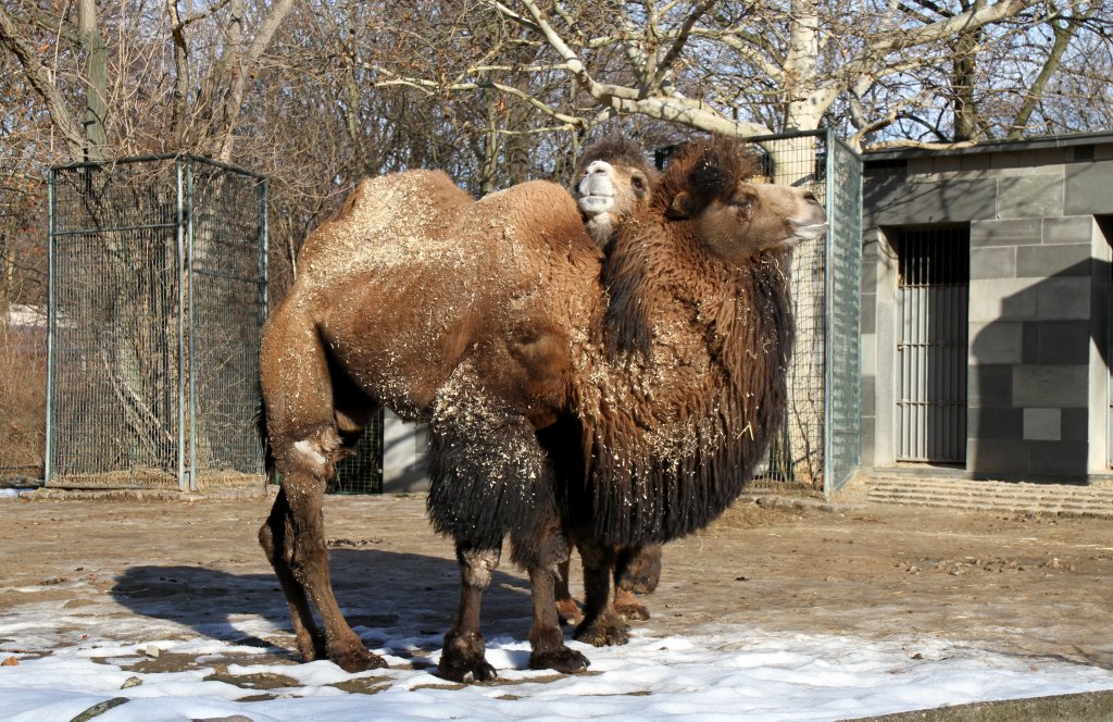 Trampeltiere (Camelus ferus f. bactrianus) am 25.2.2010 im Zoo Berlin
