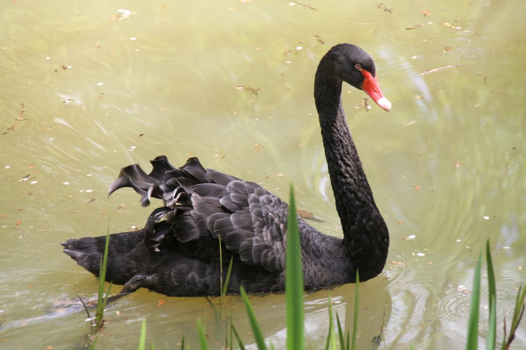 Trauerschwan (Cygnus atratus) am 26.4.2010 im Vogelpark Karlsdorf-Neuthard.