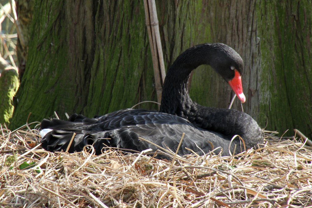 Trauerschwan (Cygnus atratus) beim Brten. Zoo Basel am 19.3.2010.