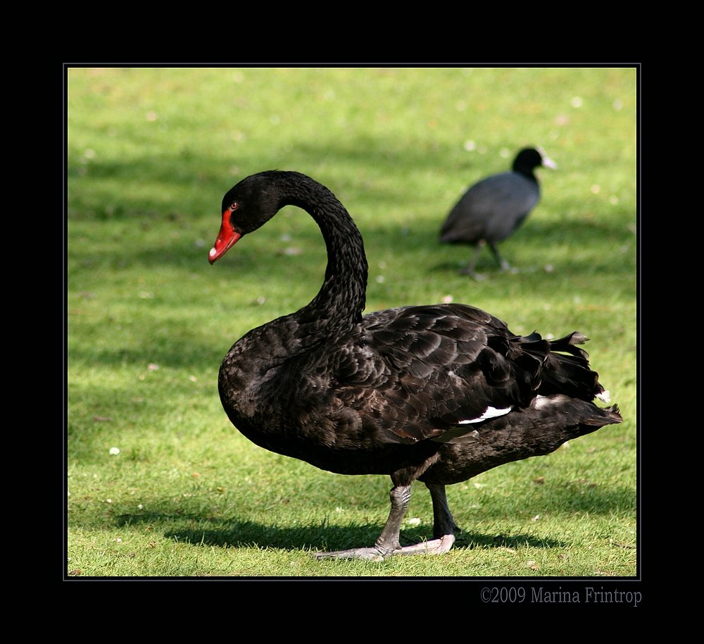 Trauerschwan (Cygnus atratus) oder Schwarzschwan - Kaisergarten Oberhausen