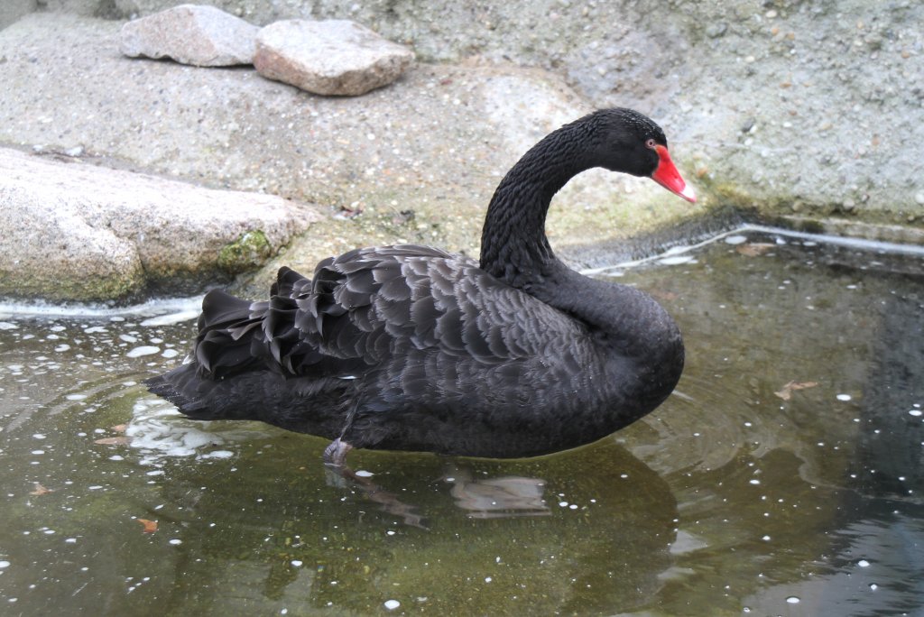 karlsruhe zoo schwan ile ilgili görsel sonucu