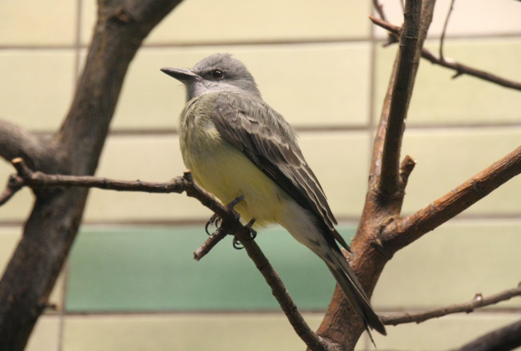 Trauertyrann (Tyrannus melancholicus) am 9.1.2010 im Tierpark Berlin.