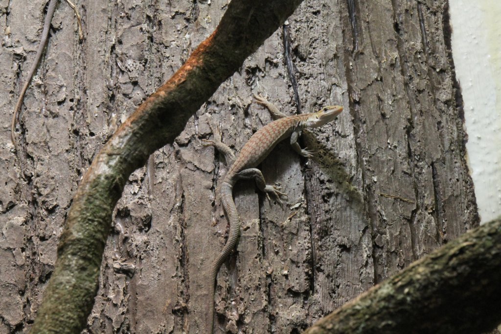 Trauerwaran (Varanus tristis) am 9.2.2010 im Vivarium Karlsruhe.