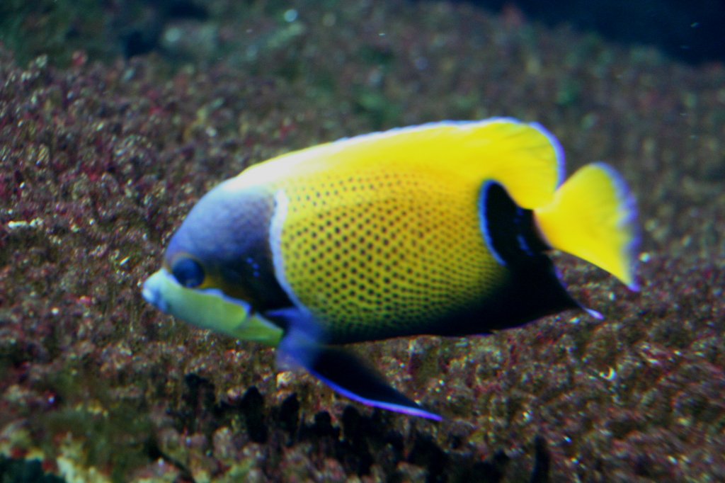 Traum-Kaiserfisch oder Blaugrtel-Kaiserfisch (Euxiphipops navarcus oder Pomacanthus navarchus) am 12.12.2009 im Zoo-Aquarium Belrin.