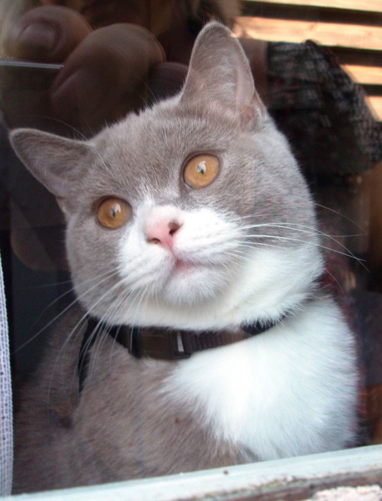 Trauriger Anblickch - Ich gehe zu Restaurant. Meine Britische Katze Bert (Bubble Hairy Bears) am 24. 7. 2012. Fnf Monate alt.