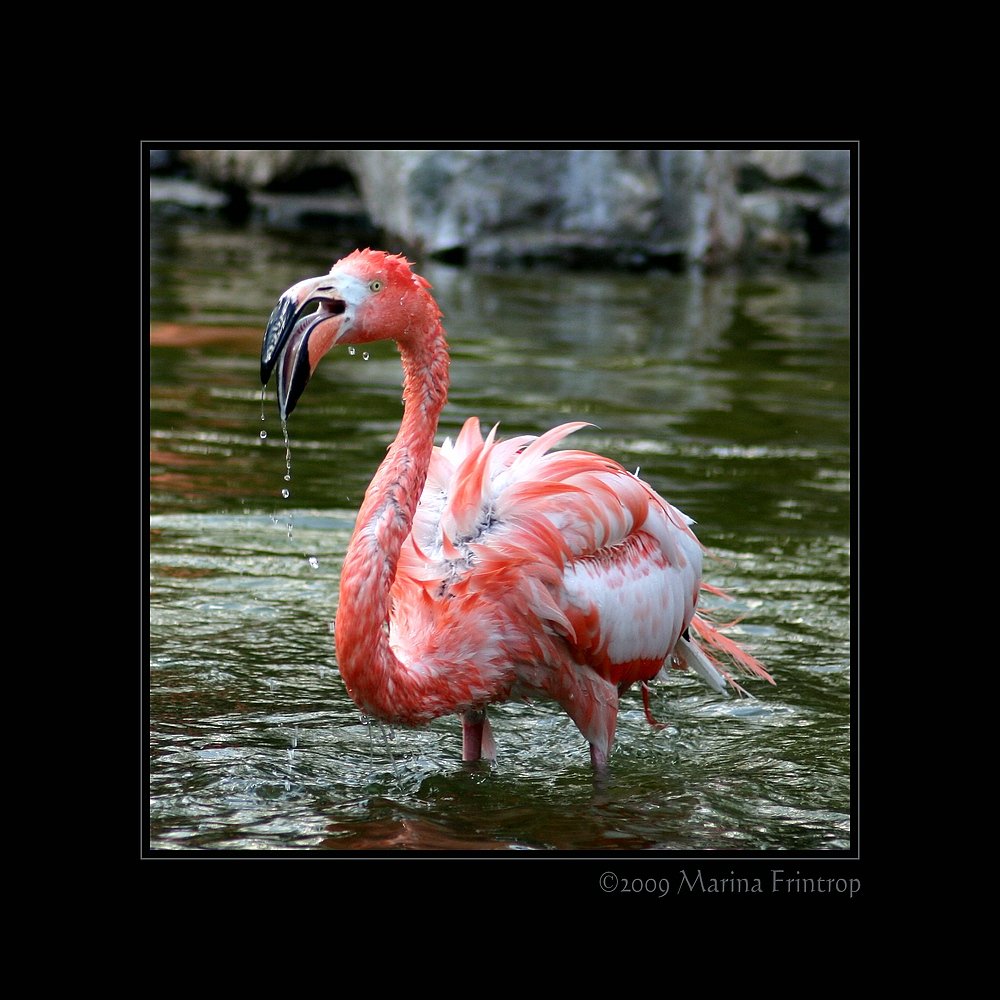 Triefnase - Flamingo (Phoenicopteriformes, Phoenicopteridae). Fotografiert im Grugapark Essen
