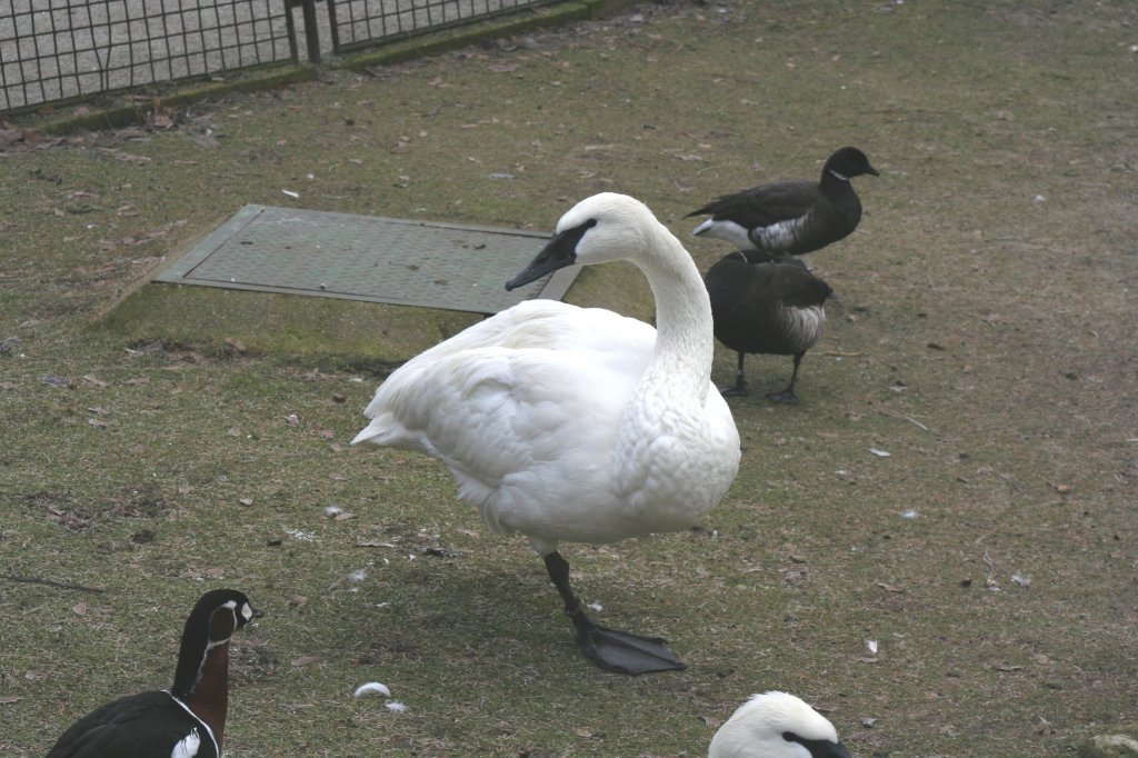 Trompeterschwan (Cygnus buccinator) am 13.12.2009 im Tierpark Berlin.