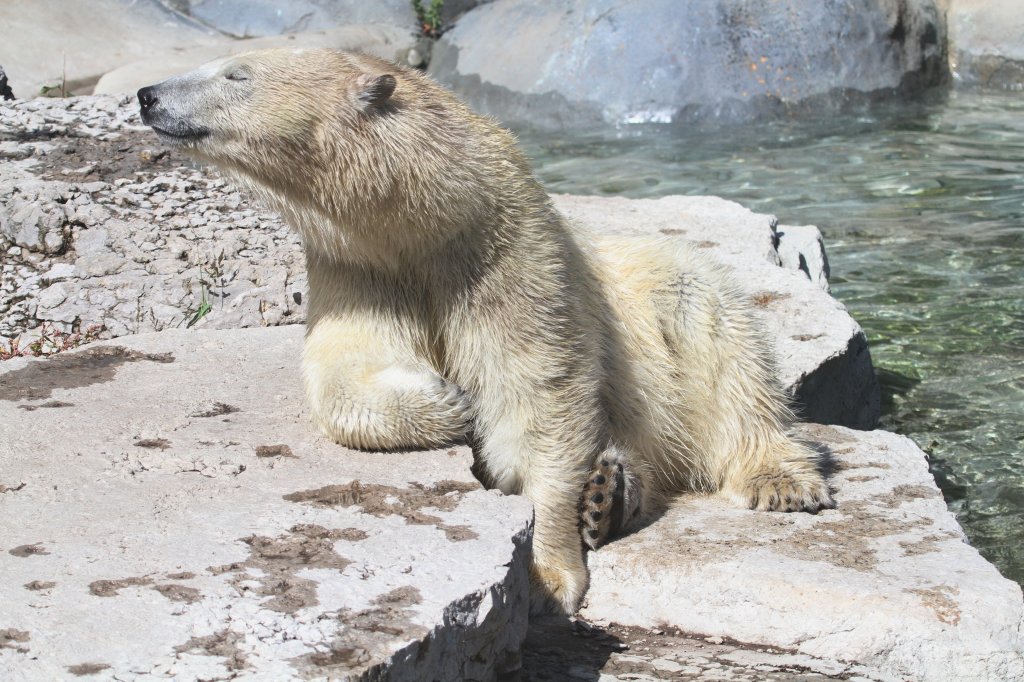 Trotz Klimaerwrmung kann dieser Eisbr auch schnes mit der wrmenden Sonne anfangen. Zoo Toronto am 13.9.2010.
