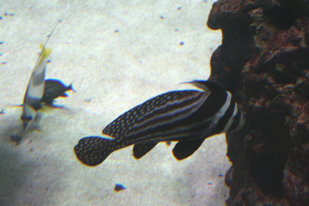 Tpfel-Ritterfisch (Equetus punctatus) am 12.12.2009 im Aquarium des Berliner Zoos.