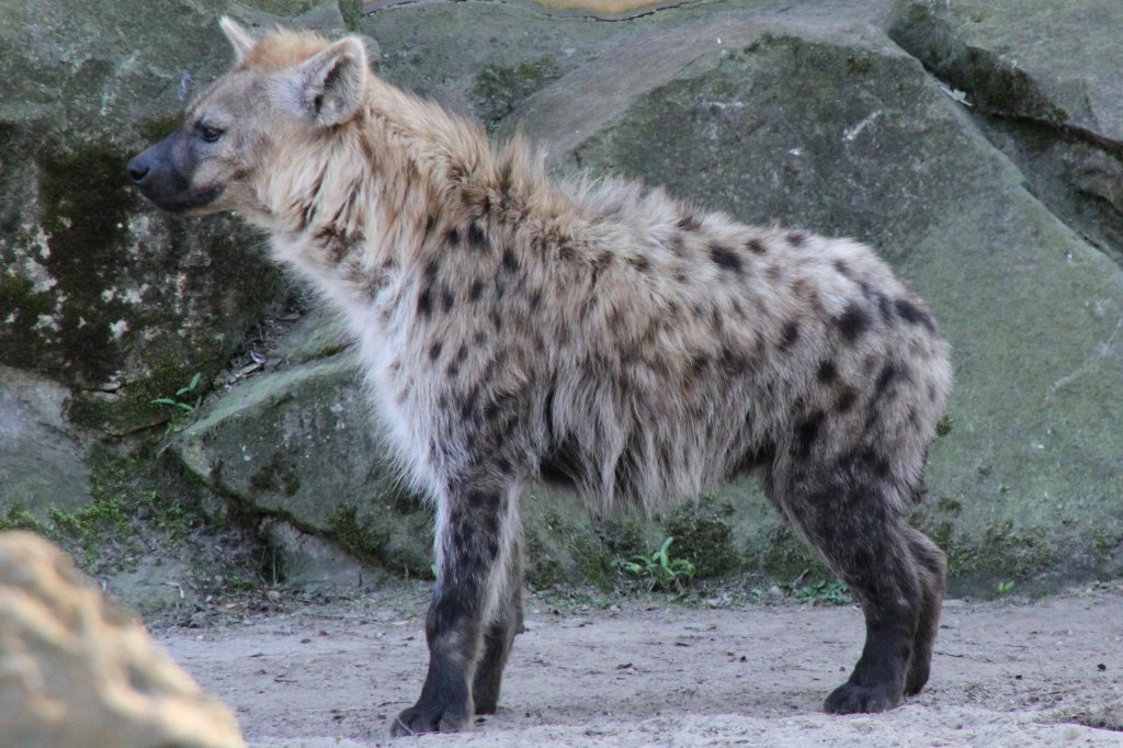 Tpfelhyne (Crocuta crocuta) im Tierpark Berlin.