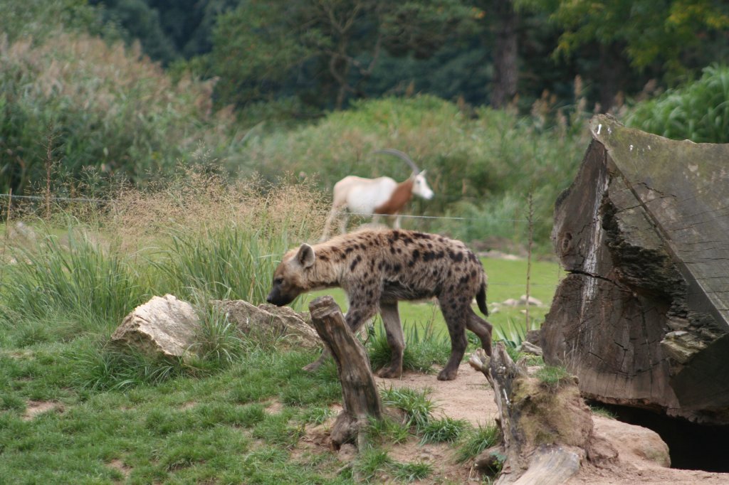 Tpfelhyne spaziert ber die Anlage. Die Antilope im Hintergrund ist sicher vor ihr! Leipzig 14.09.2008.
