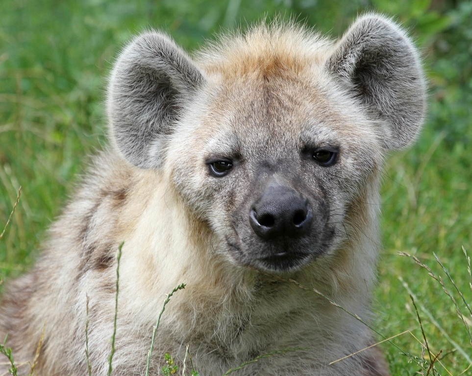 Tpfelhyne  - Tierpark Berlin