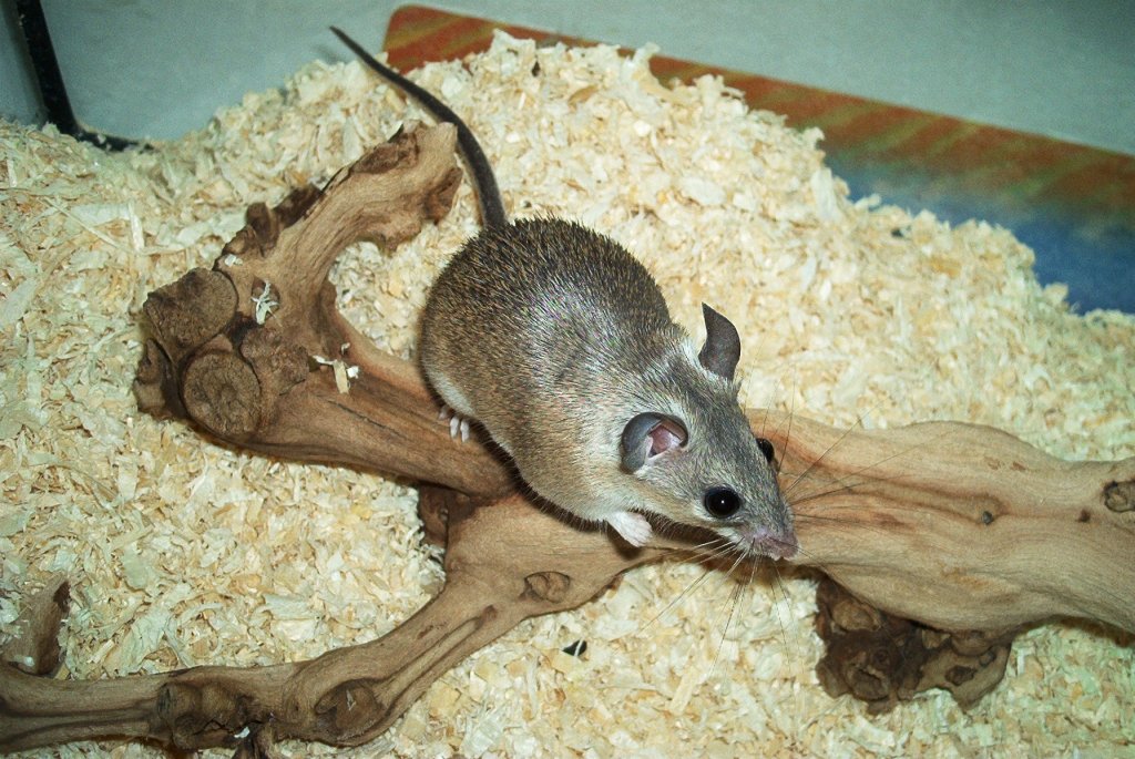 Trkei-Stachelmaus-Acomys cilicicus(Asia Minor Spiny Mouse)