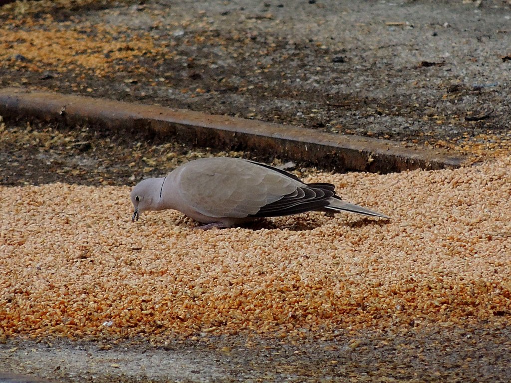 Trkentaube(Streptopelia decaocto), hat bei einer Verladestelle jede Menge Nahrung in Form von Weizen vorgefunden; 130310