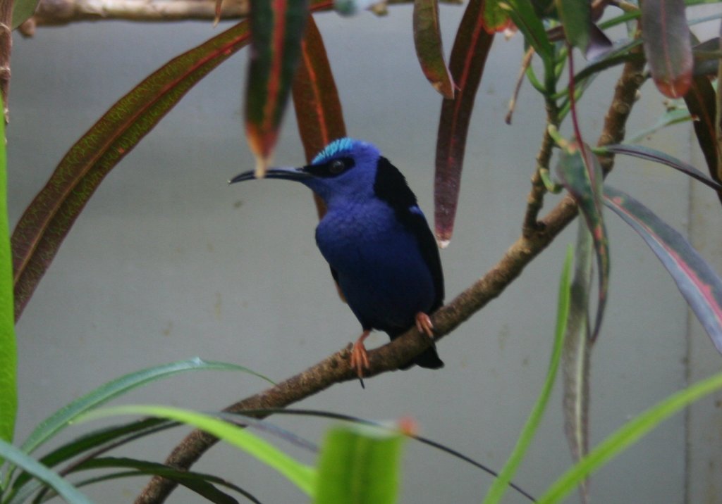 Trkisnaschvogel (Cyanerpes cyaneus) eine Art Trkisvogel,30.3.2008 Stuttgart