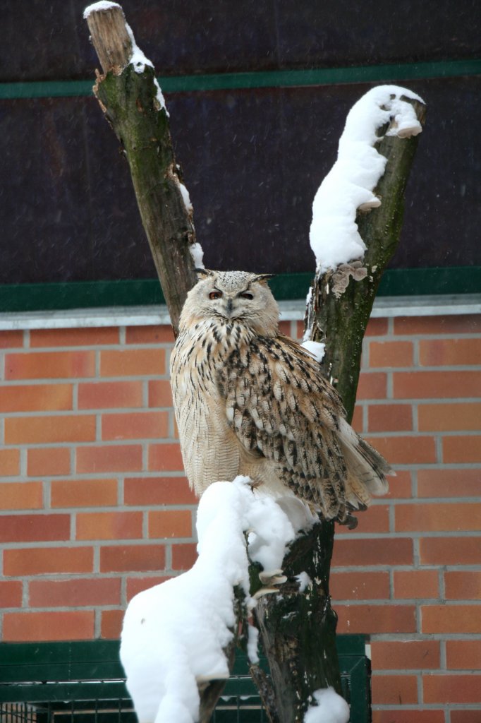 Turkmenen-Uhu (Bubo bubo omissus) am 9.1.2010 im Tierpark Berlin.