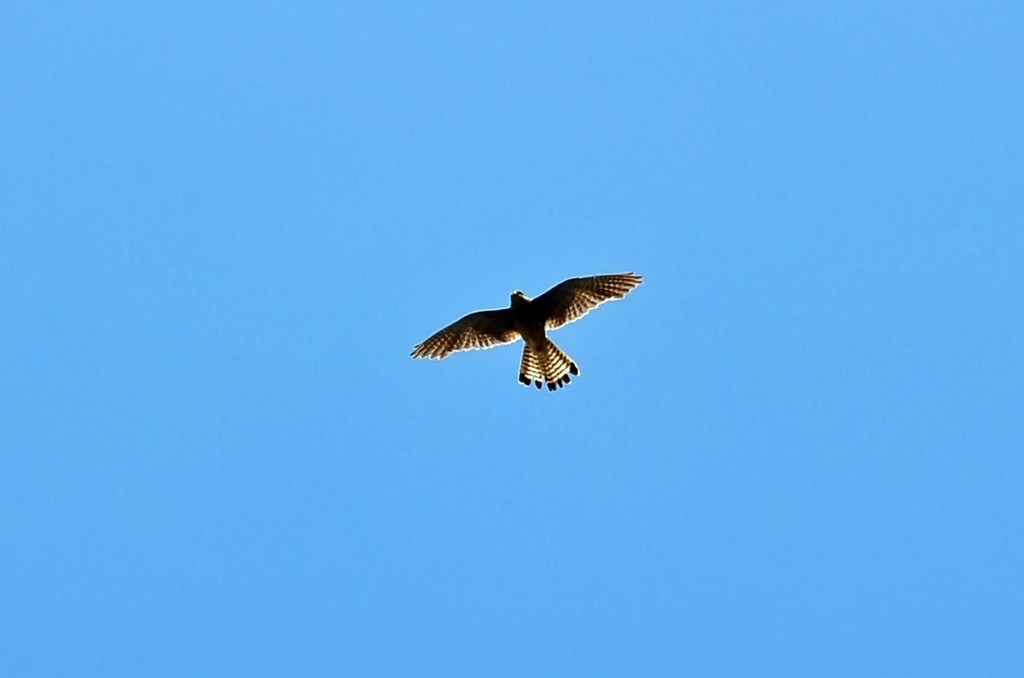 Turmfalke bei der Beutesuche im Luftraum bei Euskirchen - 30.06.2011