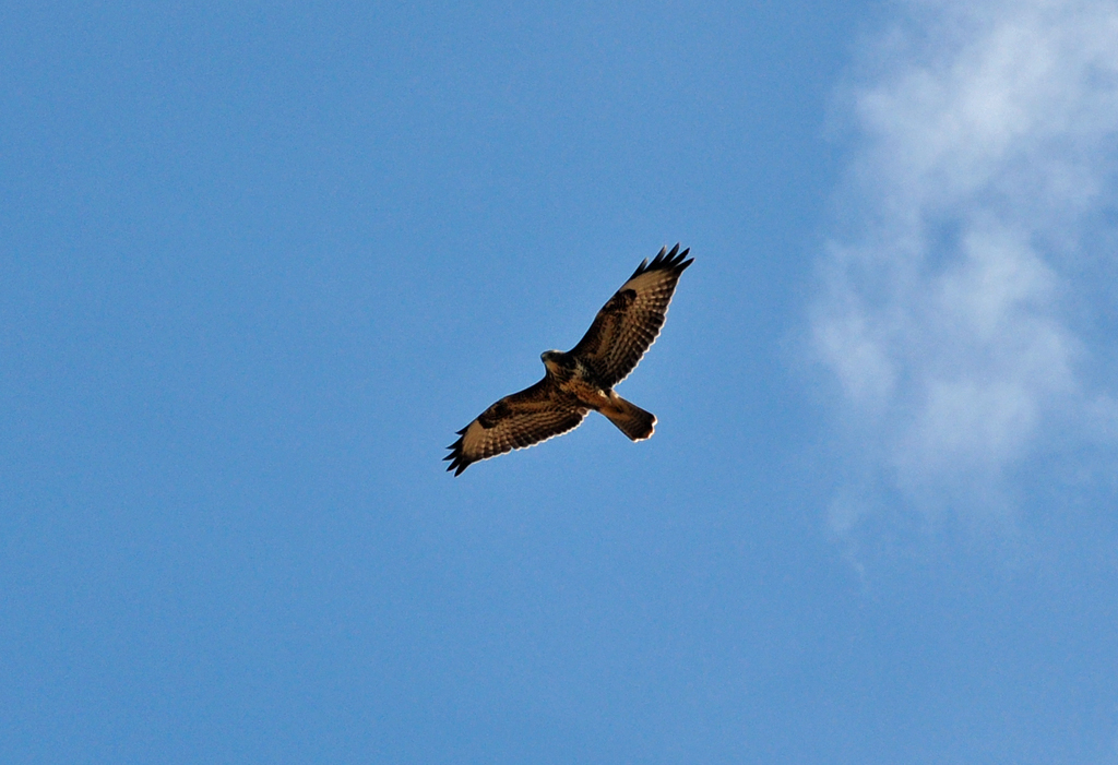 Turmfalke dreht seine Kreise ber der Eifel - 23.09.2011