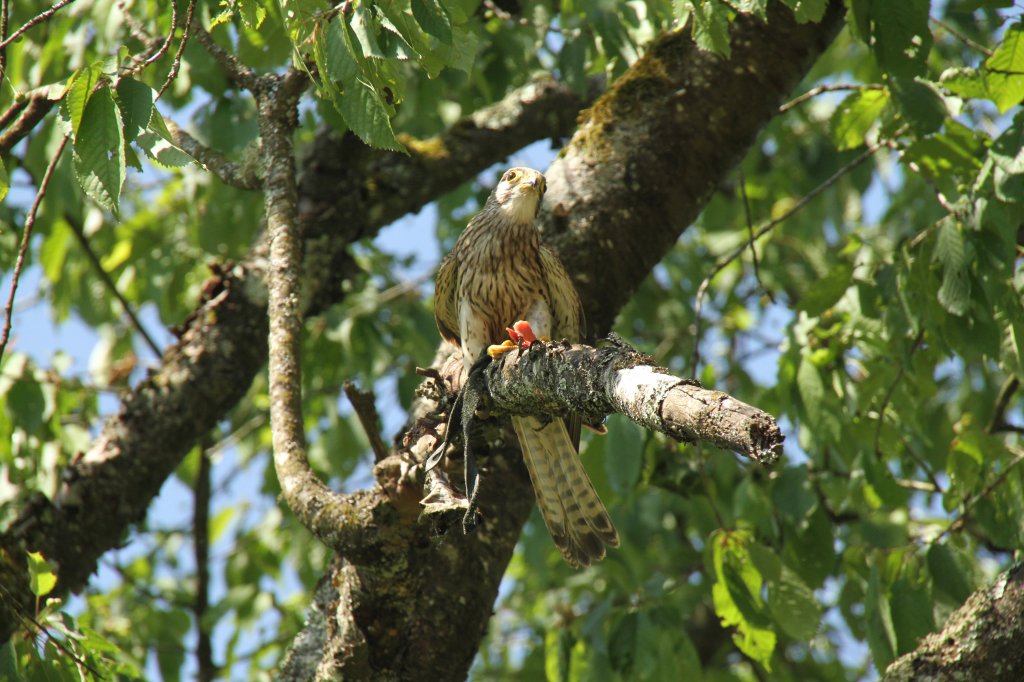 Turmfalke (Falco tinnunculus) am 4.6.2010 im Vogelpark Steinen.