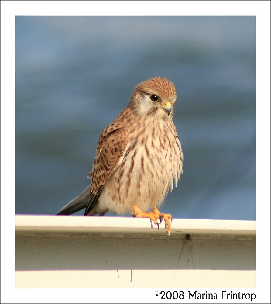 Turmfalke (Falco tinnunculus) - Fotografiert am Rhein in Krefeld-Uerdingen