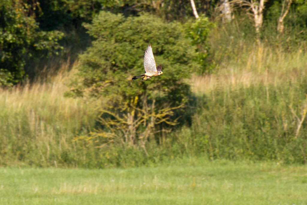 Turmfalke im Flug mit Nager. - Juli 2011