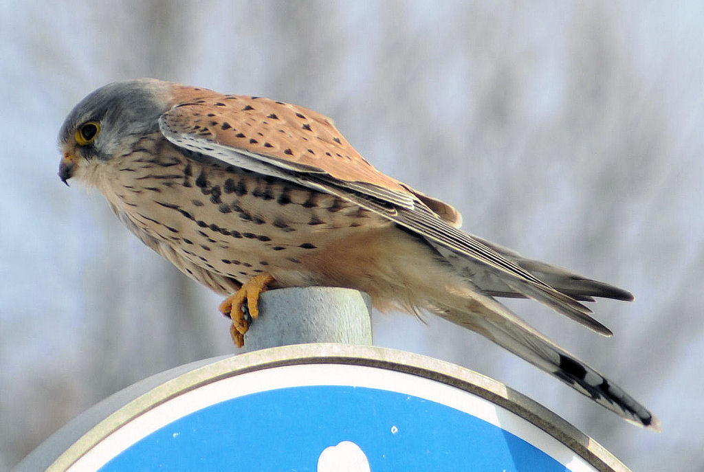 Turmfalke spht nach Beute auf einem Verkehrsschild - 06.03.2010