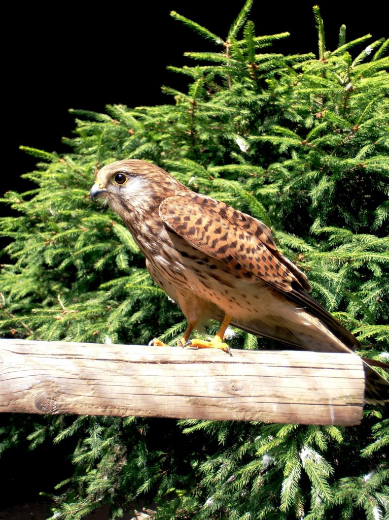 Turmfalke im Tiergehege Zeulenroda am 23.06.2012