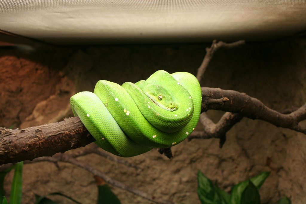 Typische Haltung einer Grnen Baumpython (Morelia viridis oder syn. Chondropython viridis) am 13.12.2009 im Tierpark Berlin.
	