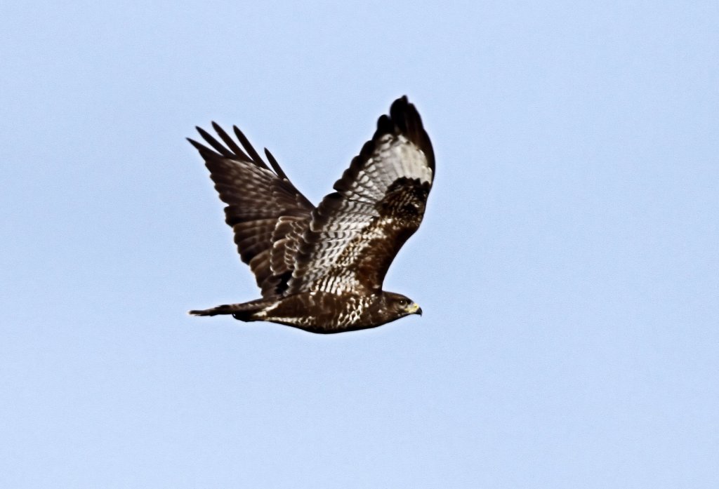 berraschend flog der Bussard aus dem Wald bers Feld bei Kchersberg am 5.11.2011.