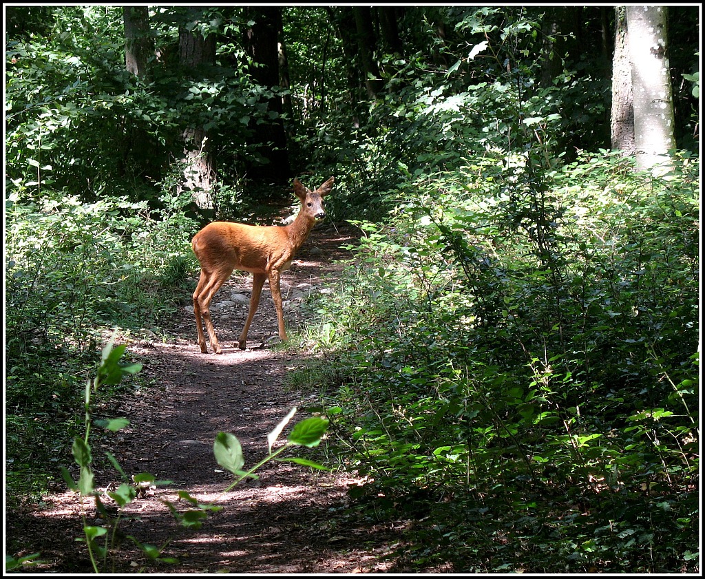 berrascht auf einem Waldweg.
2.August 2010