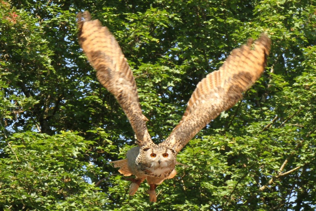 Uhu (Bubo bubo) bei einer Flugschau am 4.6.2010 im Vogelpark Steinen.