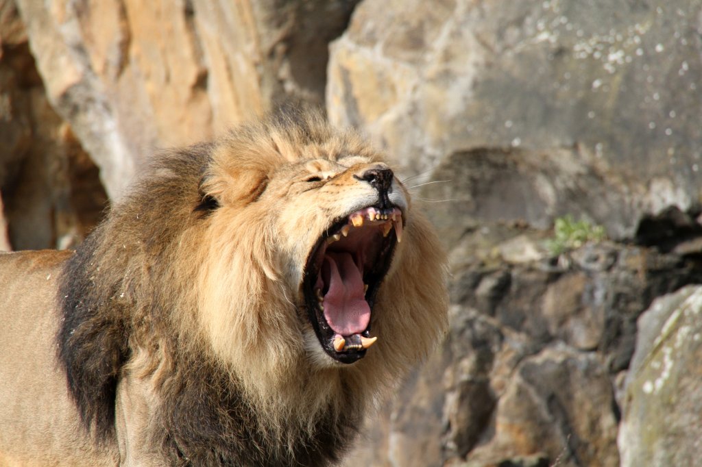 Und rnkt sich dabei fast das Maul aus. Berberlwe (Panthera leo leo) am 11.3.2010 im Zoo Berlin.