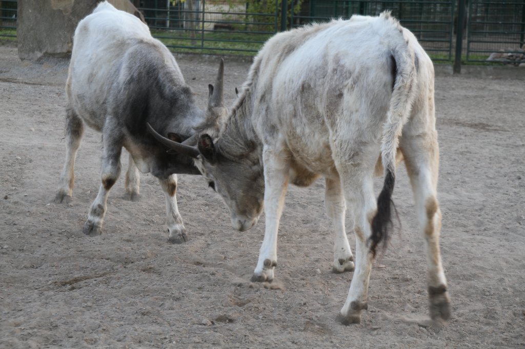 Ungarische Steppenrinder beim Kmpfen. Tierpark Berlin am 18.4.2010.