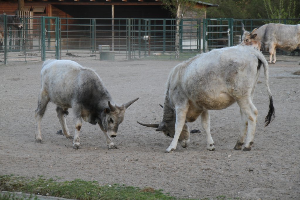 Ungarische Steppenrinder beim Kmpfen. Tierpark Berlin am 18.4.2010.