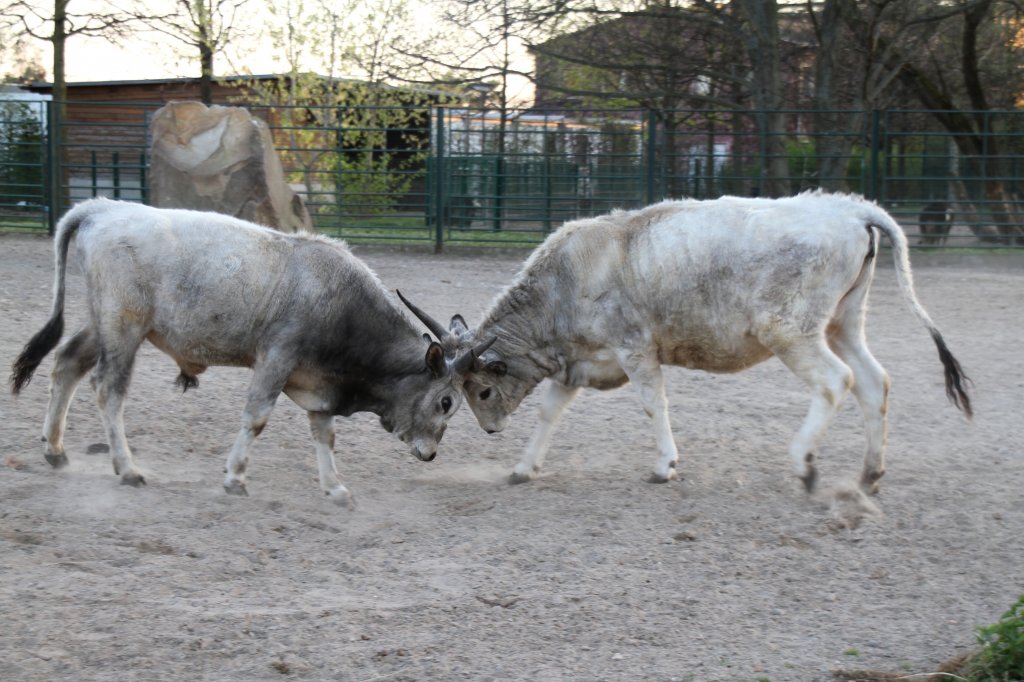 Ungarische Steppenrinder beim Kämpfen. Tierpark Berlin am 18.4.2010.