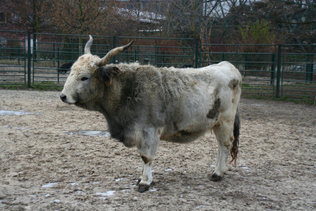 Ungarisches Steppenrind am 13.12.2009 im Tierpark Berlin.